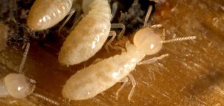 termites houston Hunter Pest Control