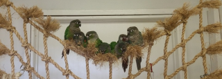 parrot stores houston ABC BIRDS