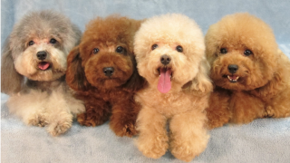 poodle toy kennels in houston QQ Pups Doghouse