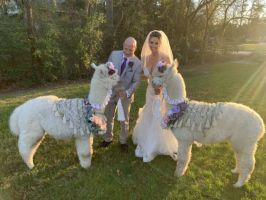 Wedding Alpaca’s Willie & Lefty