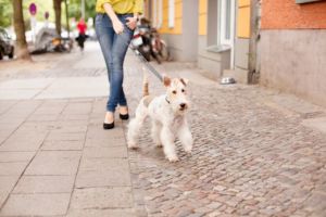clinics dogs houston HEIGHTS VETERINARY CLINIC