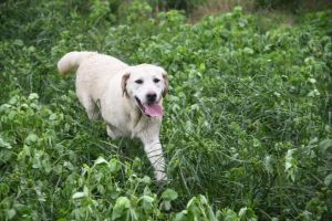 dog handlers in houston Hunters Creek Retrievers - Top Dog Training USA