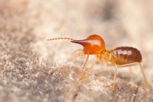 cockroach disinfection houston It's Bugs Or Us Pest Control - Houston
