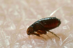 cockroach disinfection houston It's Bugs Or Us Pest Control - Houston