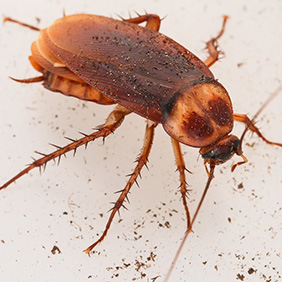 cockroach fumigation companies houston Bulwark Exterminating