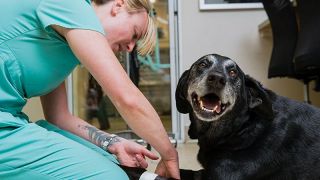 veterinary medicine and zootechnics courses houston MedVet Houston Bay Area