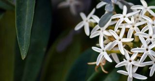 Jasmine plants are cultivated the world over for their spectacular clean fragrance. The genus comprises temperate and tropical plants, of which there are over 200 species. Originating in the eastern hemis… READ MORE