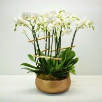 Orchid Plant Garden - White